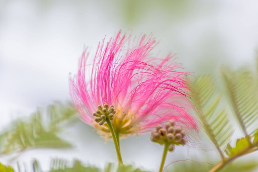 Albizia julibrissin ME 200-250 P/K Albizia julibrissin Mehrstämmig 200-250