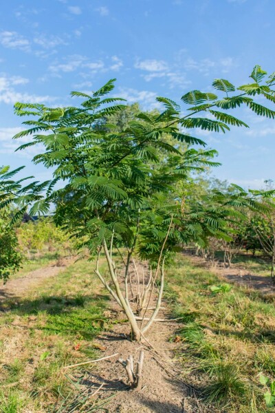 Albizia julibrissin meerstammig