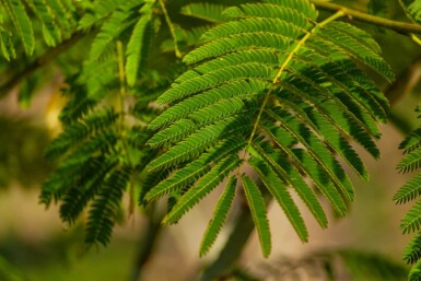 Albizia julibrissin ME 200-250 P/K Albizia julibrissin Mehrstämmig 200-250