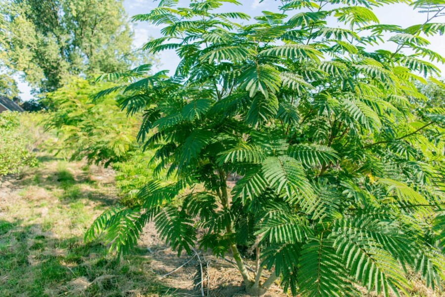 Albizia julibrissin ME 200-250 P/K Albizia julibrissin Mehrstämmig 200-250