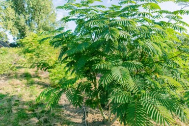 Albizia julibrissin mehrstämmig 200-250