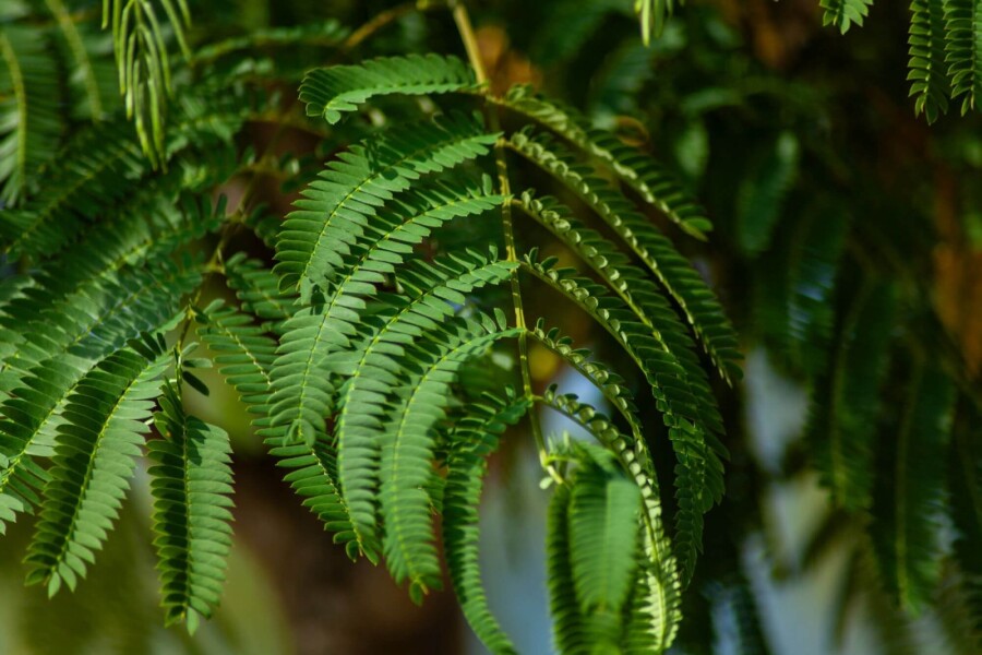 Albizia julibrissin ME 200-250 P/K Albizia julibrissin Mehrstämmig 200-250