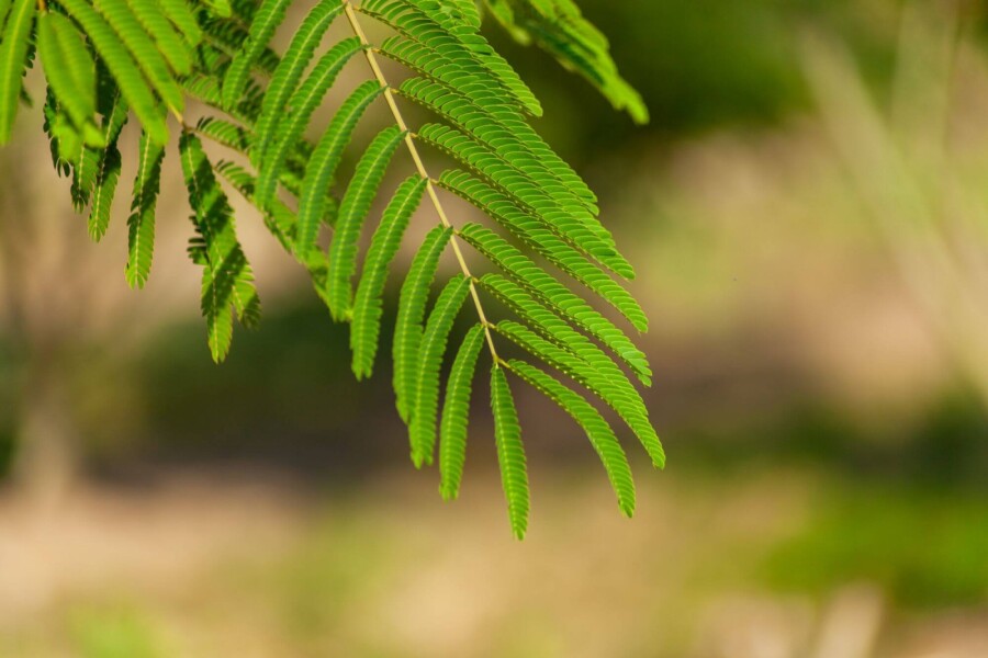 Albizia julibrissin ME 200-250 P/K Albizia julibrissin Mehrstämmig 200-250