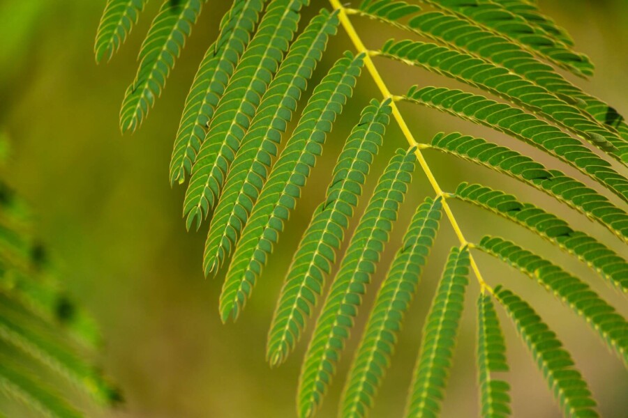 Albizia julibrissin ME 200-250 P/K Albizia julibrissin Mehrstämmig 200-250