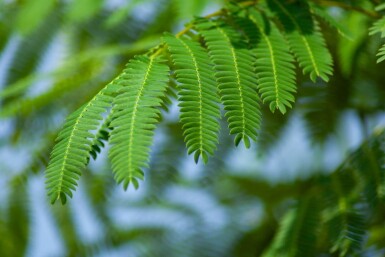 Albizia julibrissin ME 200-250 P/K Albizia julibrissin Mehrstämmig 200-250