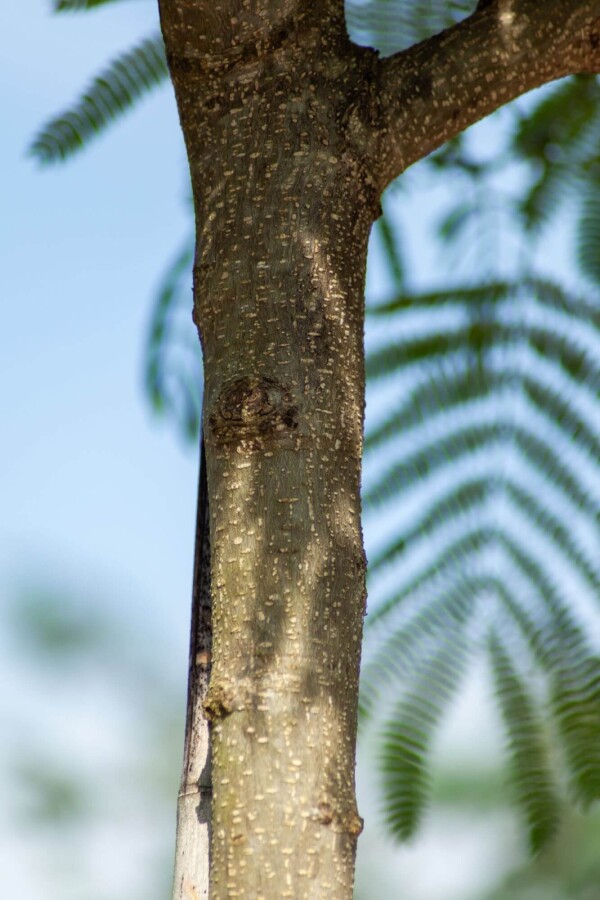 Albizia julibrissin ME 200-250 P/K Albizia julibrissin Mehrstämmig 200-250