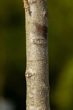 Albizia julibrissin ME 200-250 P/K Albizia julibrissin Mehrstämmig 200-250
