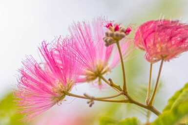 Albizia julibrissin ME 200-250 P/K Albizia julibrissin Mehrstämmig 200-250