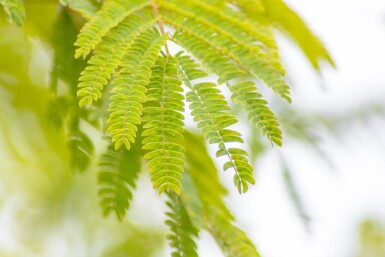 Albizia julibrissin ME 200-250 P/K Albizia julibrissin Mehrstämmig 200-250