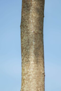 Albizia 'Ombrella' HO 10/12 P/K Albizia julibrissin 'Ombrella' Hochstamm 10/12