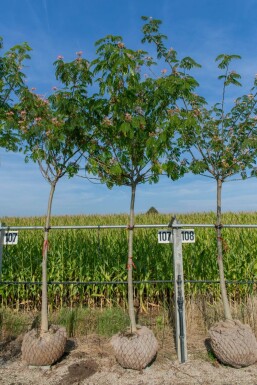 Albizia julibrissin 'Ombrella' hochstamm 10/12