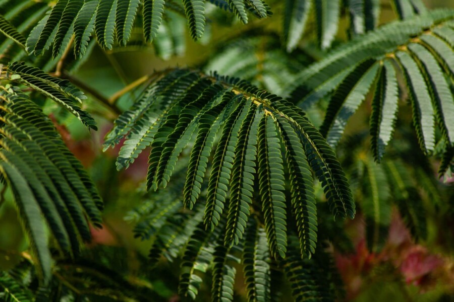 Albizia 'Ombrella' HO 10/12 P/K Albizia julibrissin 'Ombrella' Hochstamm 10/12