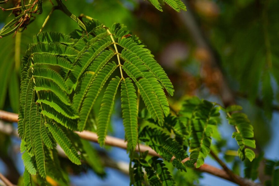 Albizia 'Ombrella' HO 10/12 P/K Albizia julibrissin 'Ombrella' Hochstamm 10/12