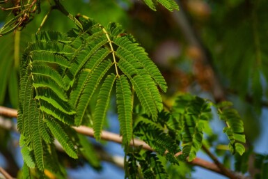 Albizia 'Ombrella' HO 10/12 P/K Albizia julibrissin 'Ombrella' Hochstamm 10/12