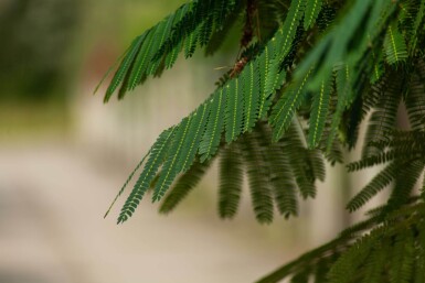 Albizia 'Ombrella' HO 10/12 P/K Albizia julibrissin 'Ombrella' Hochstamm 10/12