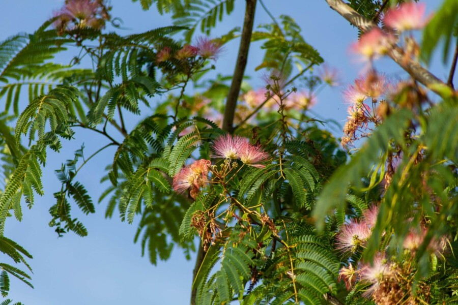 Albizia 'Ombrella' HO 10/12 P/K Albizia julibrissin 'Ombrella' Hochstamm 10/12