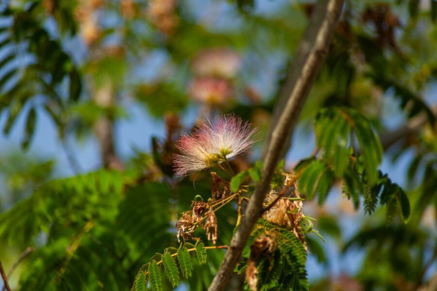 Albizia 'Ombrella' HO 10/12 P/K Albizia julibrissin 'Ombrella' Hochstamm 10/12