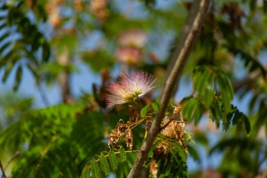 Albizia 'Ombrella' HO 10/12 P/K Albizia julibrissin 'Ombrella' Hochstamm 10/12