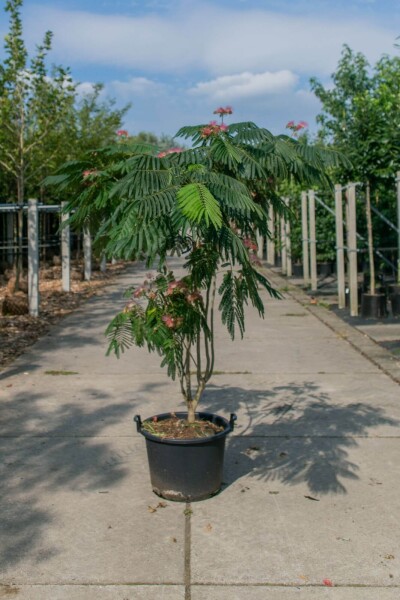 Albizia julibrissin 'Ombrella' meerstammig