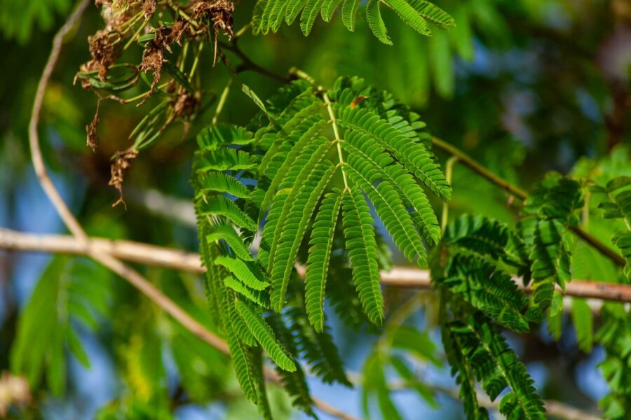 Albizia 'Ombrella' ME 200-250 P/K Albizia julibrissin 'Ombrella' Mehrstämmig 200-250
