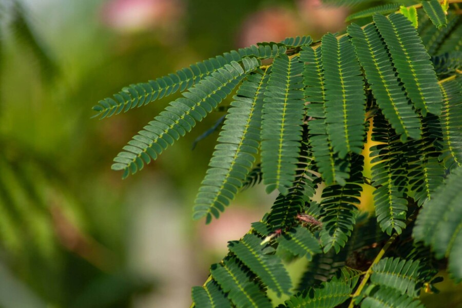 Albizia 'Ombrella' ME 200-250 P/K Albizia julibrissin 'Ombrella' Mehrstämmig 200-250