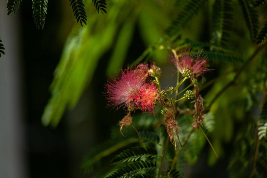 Albizia 'Ombrella' ME 200-250 P/K Albizia julibrissin 'Ombrella' Mehrstämmig 200-250