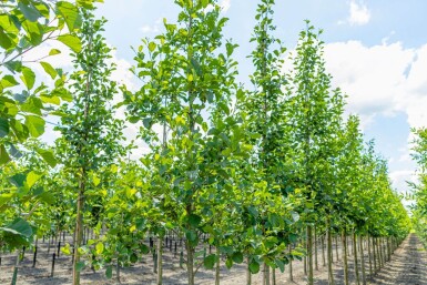 Alnus glutinosa hochstamm 10/12