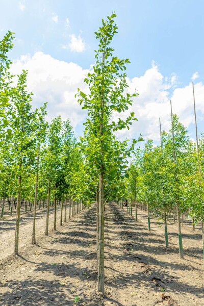 Alnus glutinosa hoogstam