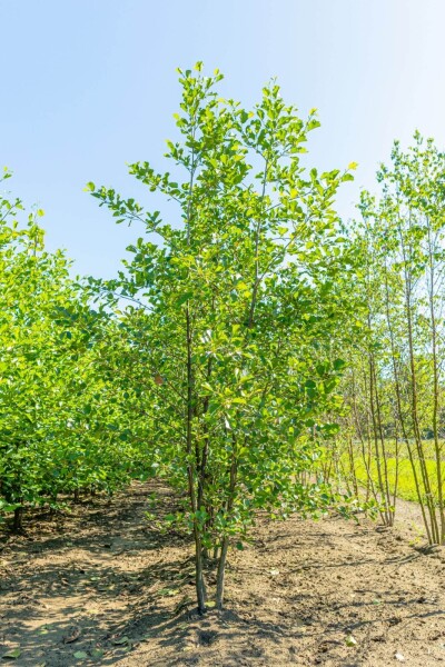 Alnus glutinosa mehrstämmig