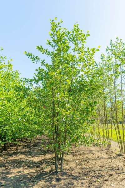 Alnus glutinosa Mehrstämmig Alnus glutinosa Mehrstämmig