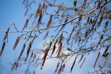 Alnus glutinosa mehrstämmig 200-250