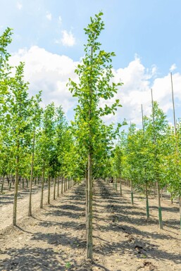 Alnus glutinosa 'Imperialis' Alnus glutinosa 'Imperialis'