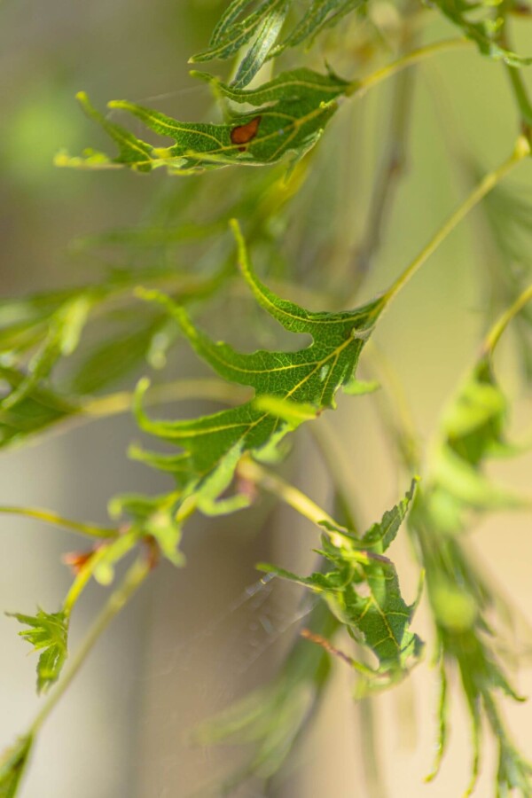Alnus glutinosa 'Imperialis' HO10/12 P/K Alnus glutinosa 'Imperialis' Hochstamm 10/12