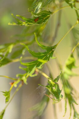 Alnus glutinosa 'Imperialis' HO10/12 P/K Alnus glutinosa 'Imperialis' Hochstamm 10/12
