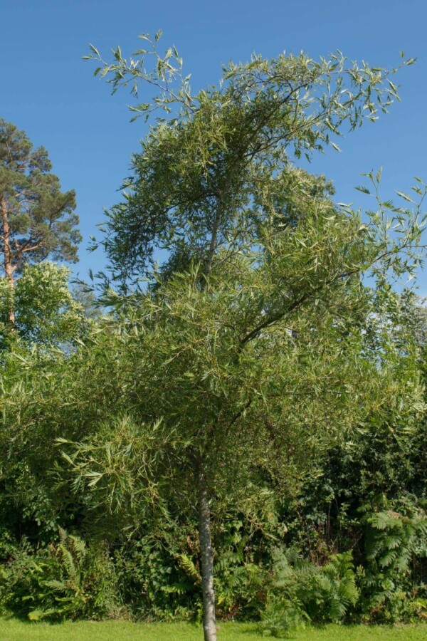Alnus glutinosa 'Imperialis' HO10/12 P/K Alnus glutinosa 'Imperialis' Hochstamm 10/12