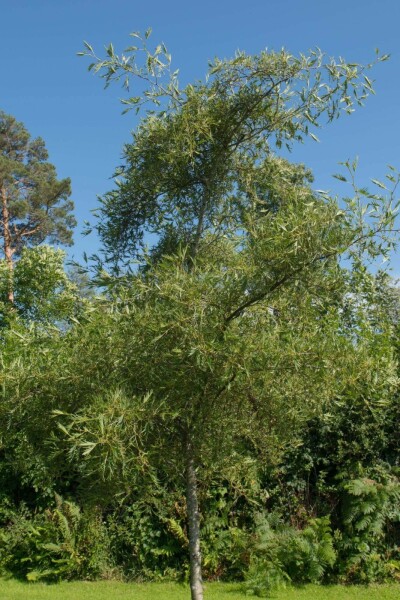 Alnus glutinosa 'Imperialis' Hochstamm Alnus glutinosa 'Imperialis' Hochstamm