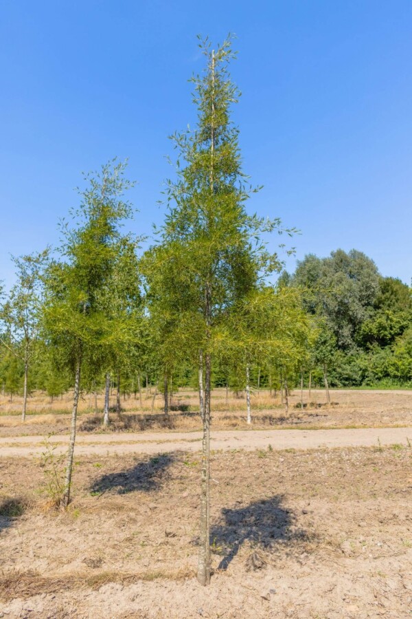 Alnus glutinosa 'Imperialis' HO10/12 P/K Alnus glutinosa 'Imperialis' Hochstamm 10/12
