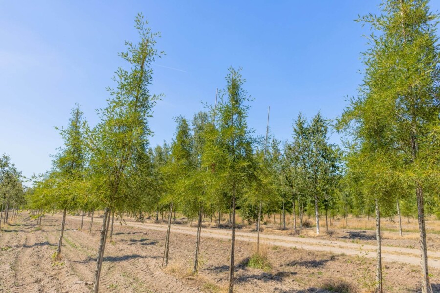 Alnus glutinosa 'Imperialis' HO10/12 P/K Alnus glutinosa 'Imperialis' Hochstamm 10/12