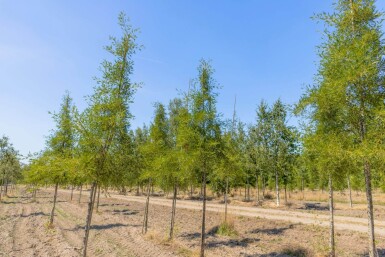 Alnus glutinosa 'Imperialis' HO10/12 P/K Alnus glutinosa 'Imperialis' Hochstamm 10/12
