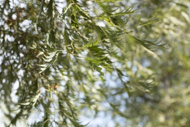 Alnus glutinosa 'Imperialis' hochstamm 10/12