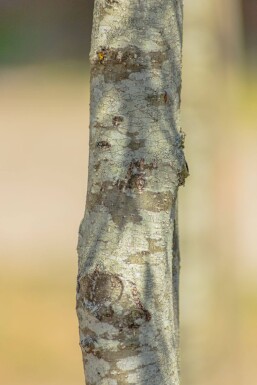 Alnus glutinosa 'Imperialis' mehrstämmig 200-250