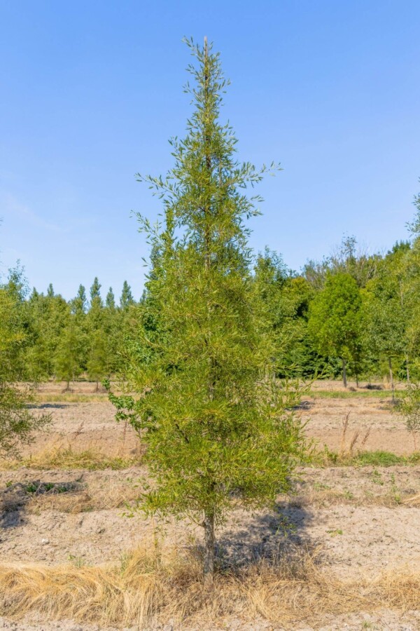Alnus glutinosa Imperialis ME200-250 P/K Alnus glutinosa 'Imperialis' Mehrstämmig 200-250