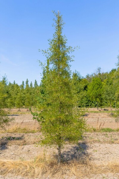 Alnus glutinosa 'Imperialis' mehrstämmig