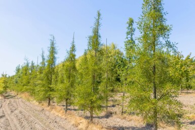 Alnus glutinosa 'Imperialis' mehrstämmig 200-250