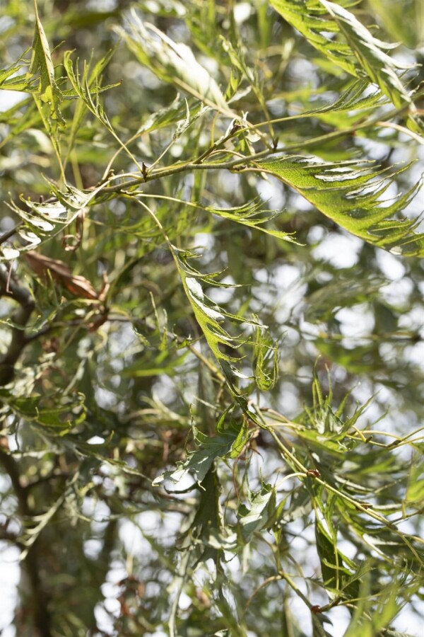 Alnus glutinosa Imperialis ME200-250 P/K Alnus glutinosa 'Imperialis' Mehrstämmig 200-250