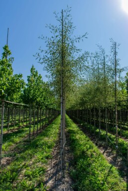 Alnus glutinosa 'Laciniata'