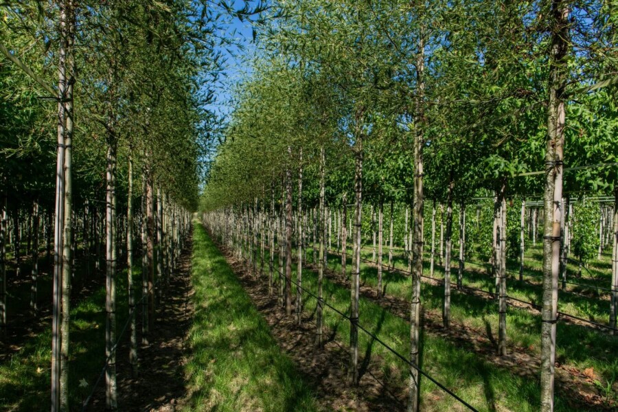 Alnus glutinosa 'Laciniata' Alnus glutinosa 'Laciniata'