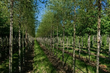Alnus glutinosa 'Laciniata' Alnus glutinosa 'Laciniata'
