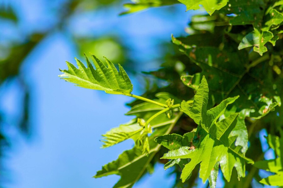 Alnus glutinosa 'Laciniata' Alnus glutinosa 'Laciniata'