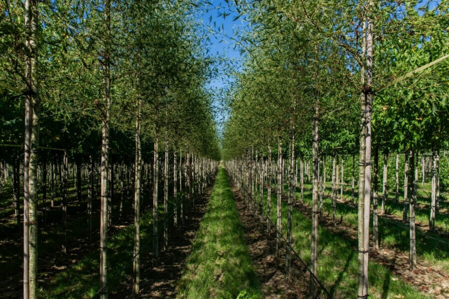 Alnus glutinosa 'Laciniata' HO 10/12 P/K Alnus glutinosa 'Laciniata' Hochstamm 10/12